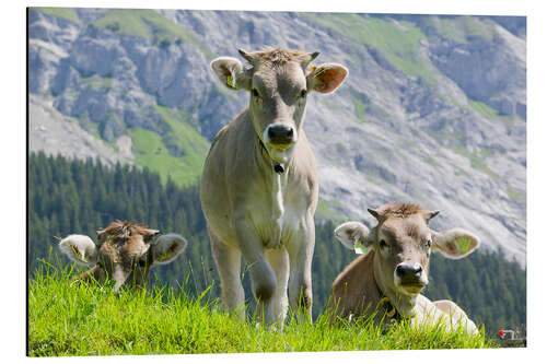 Aluminium print Cows in an alpine pasture