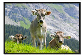 Gerahmter Kunstdruck Cows in an alpine pasture