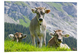 PVC-taulu Cows in an alpine pasture