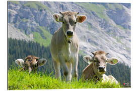 Gallery print Cows in an alpine pasture