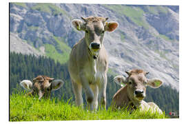 Magnettafel Cows in an alpine pasture