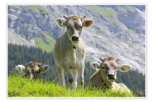 Poster Cows in an alpine pasture