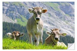 Naklejka na ścianę Cows in an alpine pasture