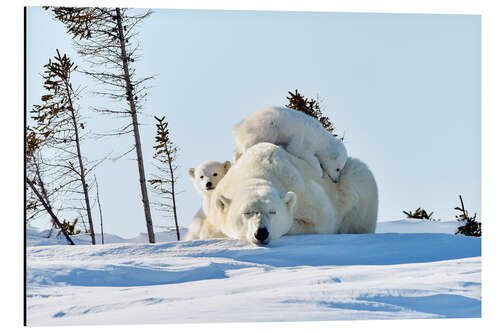 Alumiinitaulu Polar bear mother and cubs