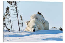 Aluminium print Polar bear mother and cubs