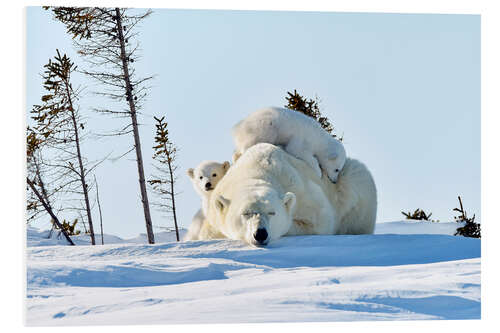 Foam board print Polar bear mother and cubs