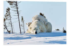 Foam board print Polar bear mother and cubs