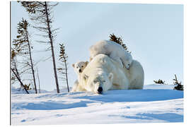 Gallery Print Polar bear mother and cubs