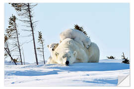 Selvklebende plakat Polar bear mother and cubs