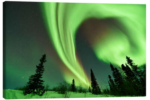 Lienzo Aurora borealis over trees