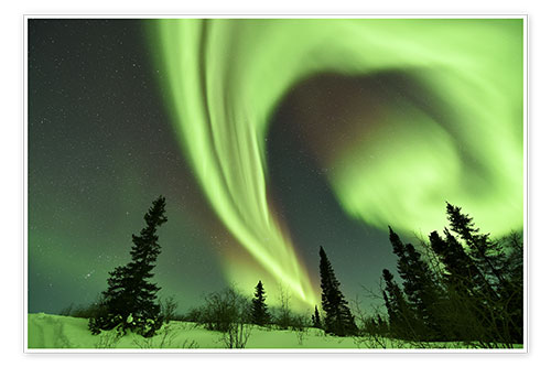 Poster Aurora borealis over trees