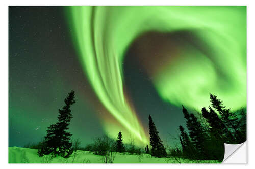 Vinilo para la pared Aurora borealis over trees