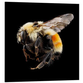 Aluminium print Hunt's bumblebee