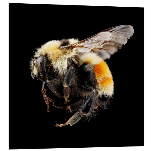 Tableau en PVC Hunt's bumblebee