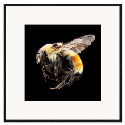 Impresión de arte enmarcada Hunt's bumblebee