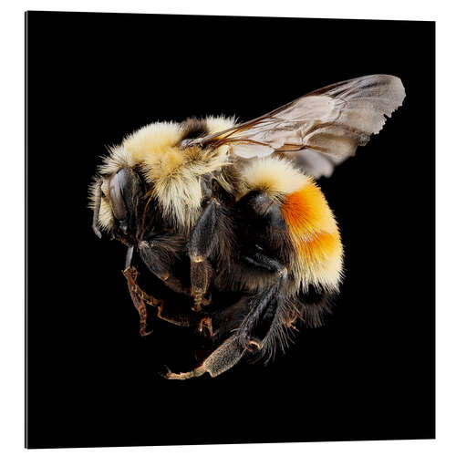 Gallery print Hunt's bumblebee