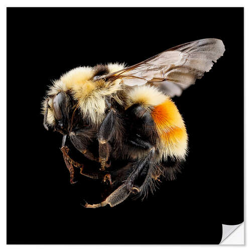 Autocolante decorativo Hunt's bumblebee