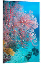 Aluminium print Melithaea sea fan