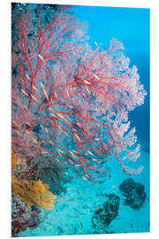 Foam board print Melithaea sea fan