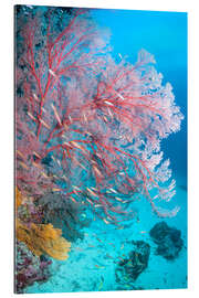 Gallery print Melithaea sea fan