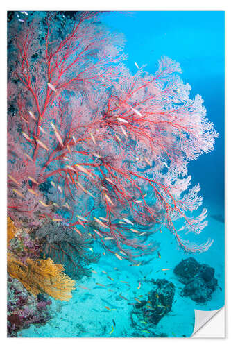 Sticker mural Melithaea sea fan