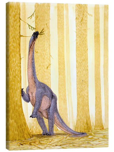 Canvas print Barapasaurus dinosaur, illustration