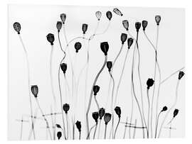 Foam board print Poppy seedheads, X-ray