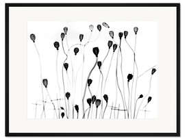 Gerahmter Kunstdruck Mohnblüten Samenkapseln, Röntgenfotografie