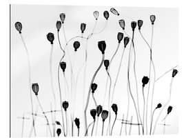 Gallery print Poppy seedheads, X-ray