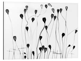 Magnettafel Mohnblüten Samenkapseln, Röntgenfotografie