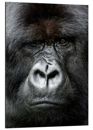 Aluminium print Silverback gorilla looking intensely, in the Volcanoes National Park, Rwanda, Africa