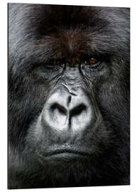 Alubild Silverback gorilla looking intensely, in the Volcanoes National Park, Rwanda, Africa