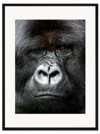 Gerahmter Kunstdruck Silverback gorilla looking intensely, in the Volcanoes National Park, Rwanda, Africa