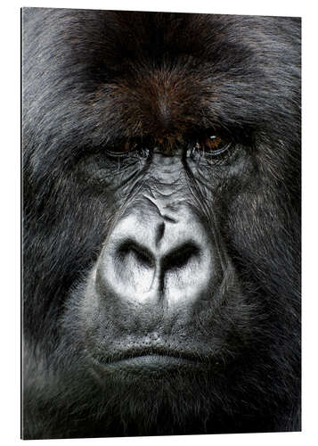 Galleritryk Silverback gorilla looking intensely, in the Volcanoes National Park, Rwanda, Africa