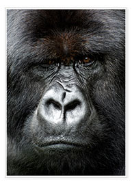 Veggbilde Silverback gorilla looking intensely, in the Volcanoes National Park, Rwanda, Africa - Matt Frost