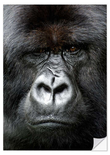 Selvklebende plakat Silverback gorilla looking intensely, in the Volcanoes National Park, Rwanda, Africa