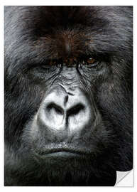 Naklejka na ścianę Silverback gorilla looking intensely, in the Volcanoes National Park, Rwanda, Africa