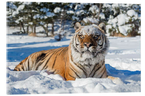 Acrylic print Sibirian Tiger in The Snow