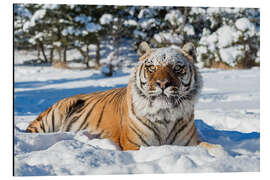 Tableau en aluminium Tigre de Sibérie dans la neige