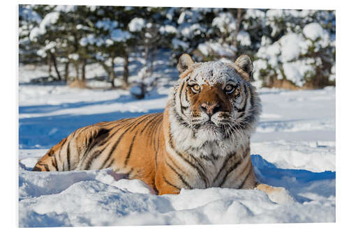 PVC-tavla Sibirian Tiger in The Snow