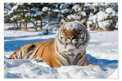 Selvklebende plakat Sibirian Tiger in The Snow