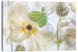 Canvas print Anemone ice