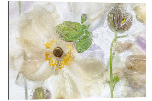 Galleriprint Anemone ice