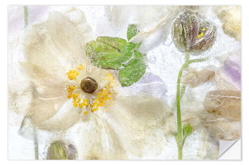 Sticker mural Anemone ice