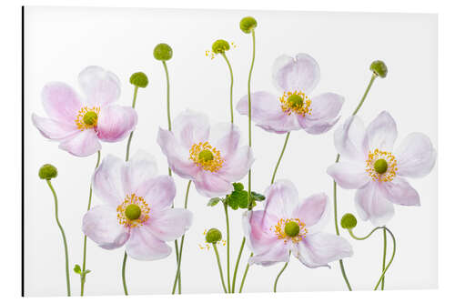 Alumiinitaulu Japanese Anemones