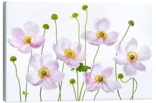 Canvas print Japanese Anemones