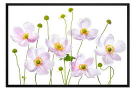 Gerahmter Kunstdruck Japanische Anemonen