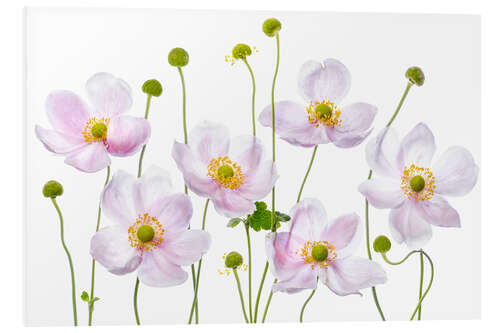 Foam board print Japanese Anemones