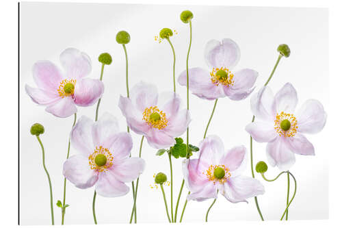 Galleriprint Japanese Anemones