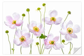 Sticker mural Japanese Anemones